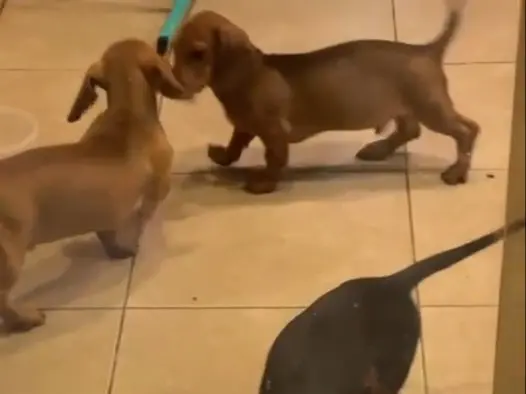 PERROS Salchichas Puros
